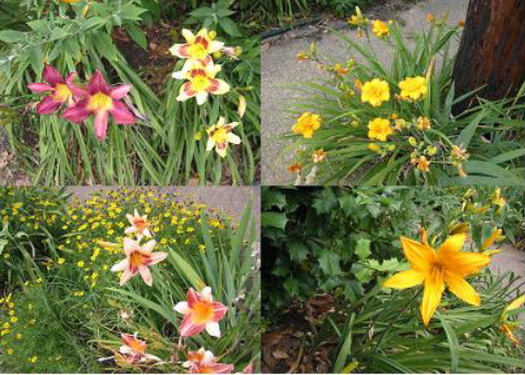 Daylillies