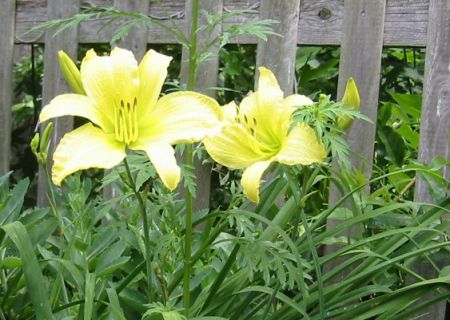 daylily6