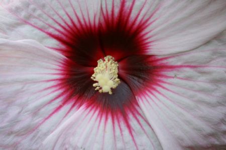 hibiscus_close