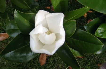 magnolia3