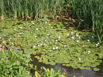 pond