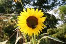 sunflower_big