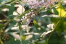 butterflybush bee