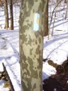 camotree