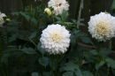 dahlia white