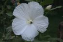 hibiscus bee