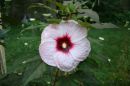 hibiscus pink2