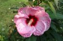 hibiscus pink4