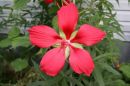 hibiscus_red