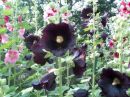 hollyhocks1