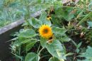 sunflower_little