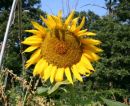 sunflower2