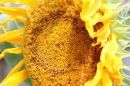 sunflower_5