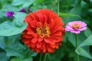 zinnia orange