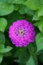 zinnia pink