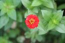 zinnia red2